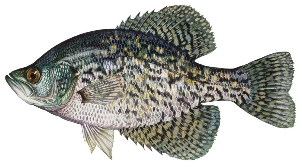 This image has an empty alt attribute; its file name is Black-Crappie-Duane-Raver.jpg