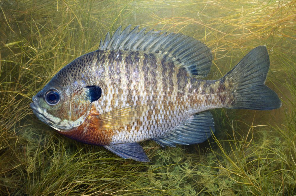 Knowing Your Sunfish: Bluegill & Pumpkinseed - Bear's Den Lodge - Fishing  French River