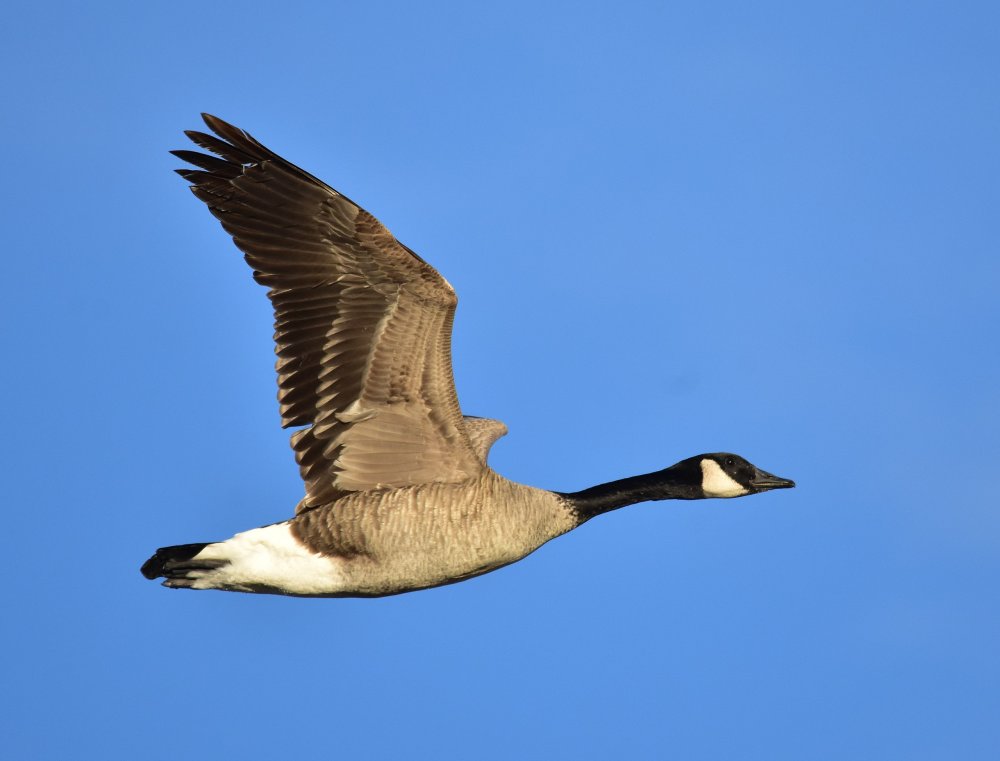 Ducks Geese Swans New Jersey Kayaking