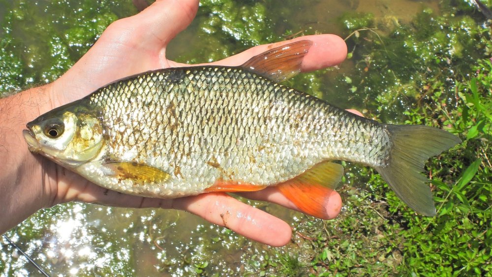 Sunfish & Crappie ~ New Jersey Kayaking