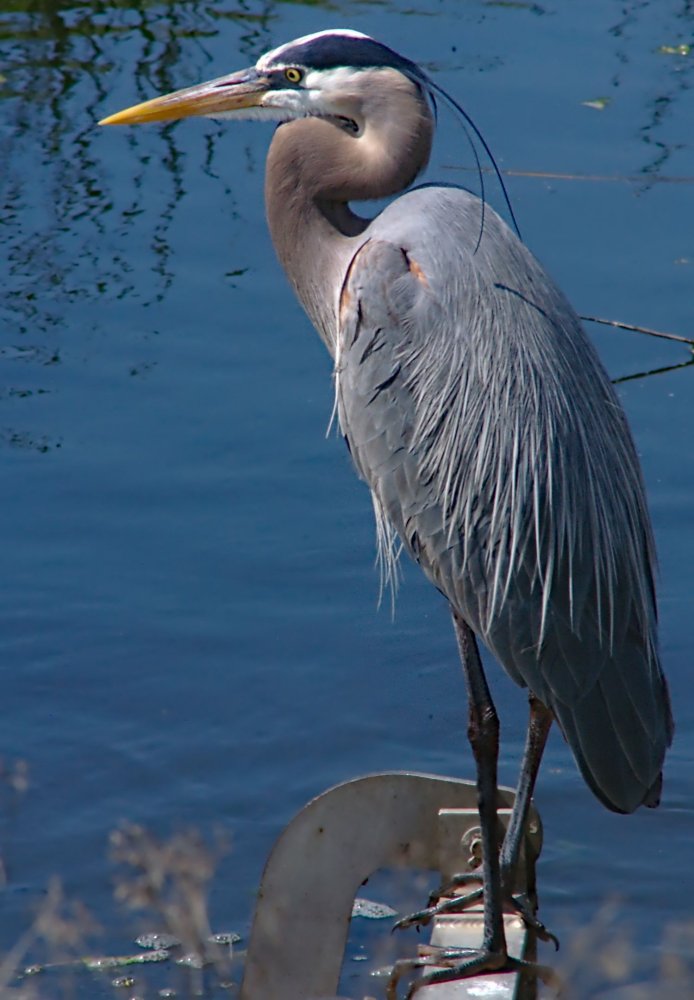 Nj hot sale crane bird