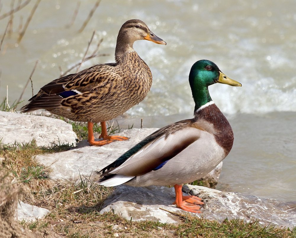 Types of store ducks in nj