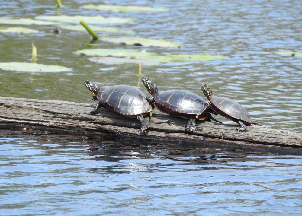 Turtles ~ New Jersey Kayaking