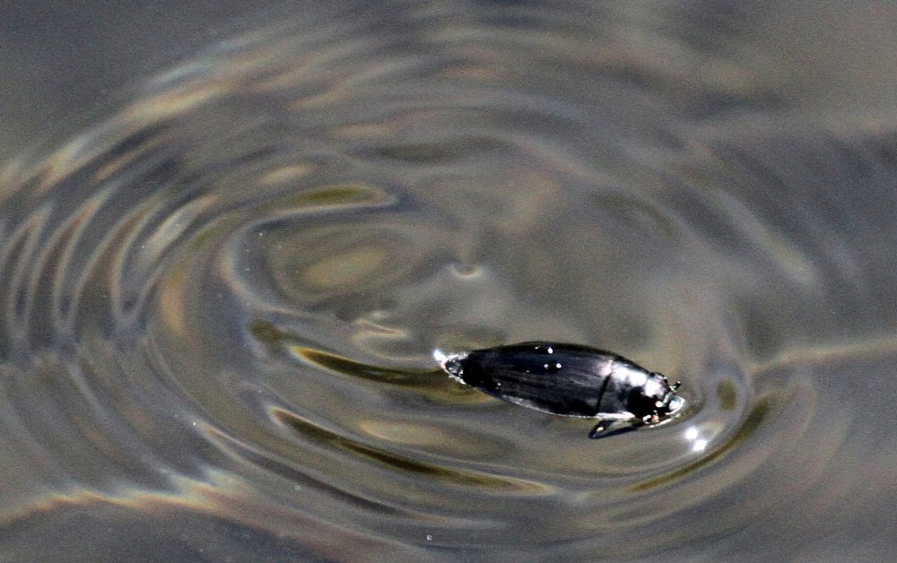 Water Bugs ~ New Jersey Kayaking